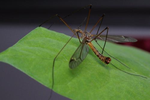 Réf. 256 707 : Tipula pilicauda